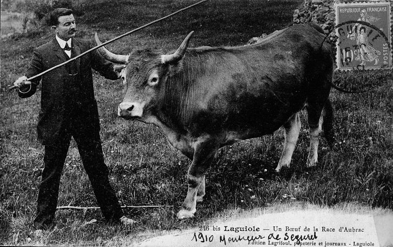 246 bis Laguiole - Un Bœuf de la Race d'Aubrac, [1910]
